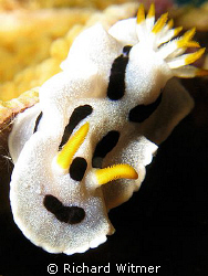 Diana's Chromodoris (Chromodorididae).  Bunaken Marine Re... by Richard Witmer 